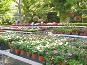 Annuals and Perenials